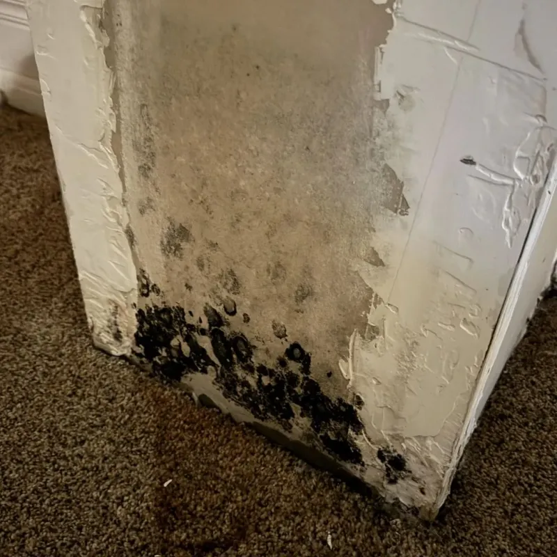 Professional Mold Removal in Reynoldsville, PA